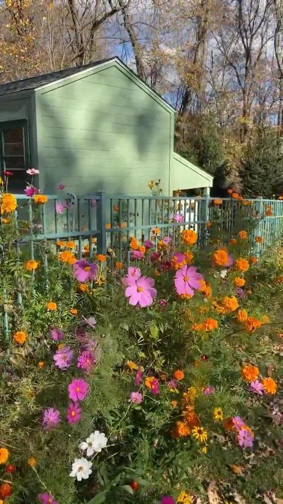 Wildflower Garden